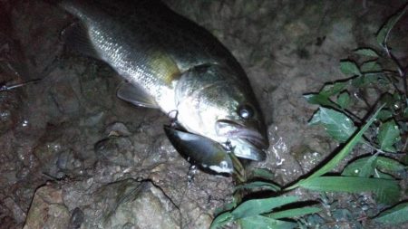 8月17日　一庫ダム釣行